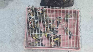 Арестуваха мъж за притежание на защитени диви птици, иззеха 54 екземпляра