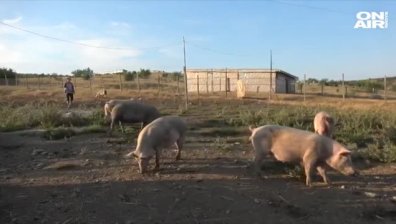 Напрежение между ветеринари и животновъди заради евтаназиране на болни свине