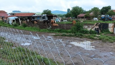 Стада близо до къщите: Мръсотия, миризма, моля за съдействие
