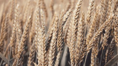 Заради Украйна - зърно за 34 млн. лв. залежава в Силистренско, производители теглят кредити