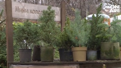 Елха под наем за празниците, после се връща в коледен парк за правилно отглеждане