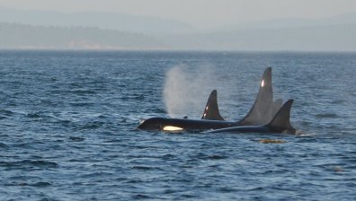 Косатки потапят яхти край Гибралтар