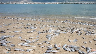 Откриха хиляди мъртви риби по бреговете на залив в Гърция