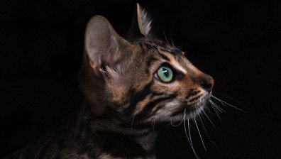 БАБХ задържа 16 домашни животни с нередовни документи на границата