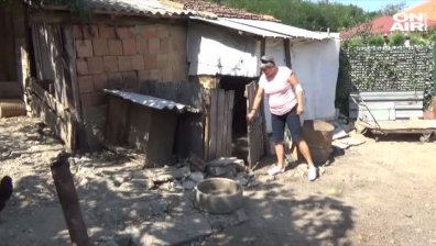 Заради чумата: Чакат се резултатите от прасетата в Бозвелийско
