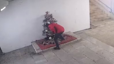Вандали откраднаха коледна елха в Перник (+ВИДЕО)
