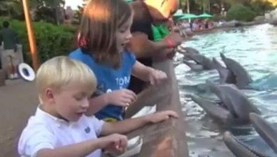 Делфин ухапа дете в SeaWorld