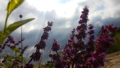 Празнуваме Еньовден - днес билките имат най-голяма лечебна сила