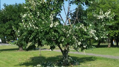 Вандали окършиха и изпочупиха липа в парка в Студентски град