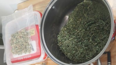 Откриха две оранжерии за марихуана в Пловдивско