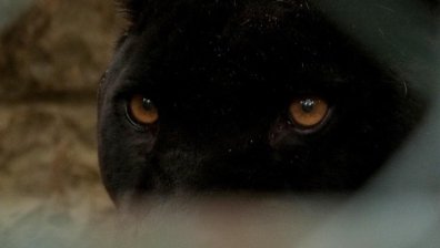 Първи кадри, на които се твърди, че е черната пантера в Румъния (+ВИДЕО)