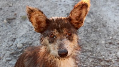 Осиновиха всички бездомни кучета от приют във Флорида (+ВИДЕО)