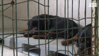 Две от нахапаните деца в Железница остават в "Пирогов"