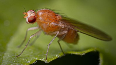 Учени създадоха първата безсмъртна муха с дигитализиран мозък