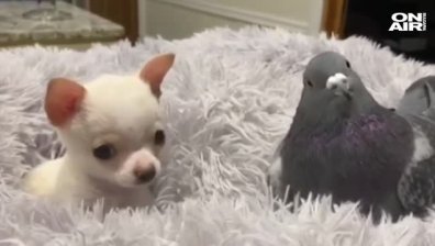 Приятели като в анимационен филм (+ВИДЕО)