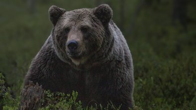 Мечка откъсна бронята на автомобил в Румъния
