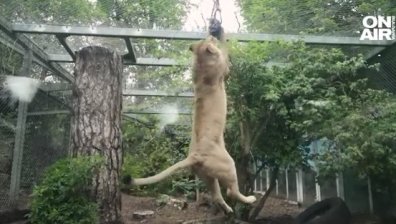 Затварят и продават зоопарк на 186 г., пандемията "открадна" посетителите