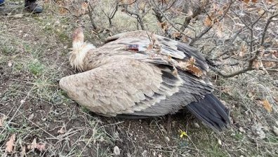 Разказ от първо лице за безскрупулното отравяне на египетски лешояди