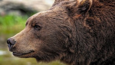 Мечка гризли нападна и уби двойка и кучето им в парк, евтаназираха животното
