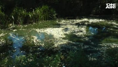 Умряла риба в река Караагач стресна рибарите