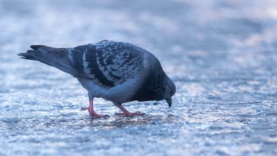 Жълт код и температури от минус 20 градуса в петък