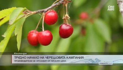 Цените за изкупуване на черешите са обидно ниски, смятат производители