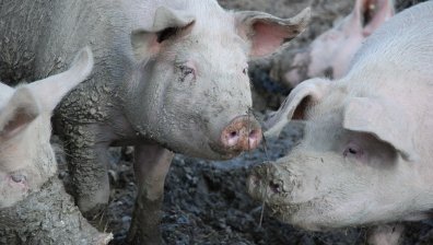 Появи се първи случай на заразено с африканска чума прасе в Ломско