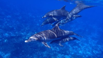 Делфините се дрогират от токсините на отровни риби