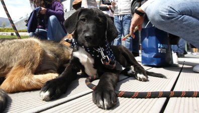 Ваксина за кучета заменя хирургическата кастрация