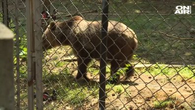 Бум на туристи в парка на танцуващите мечки край Белица