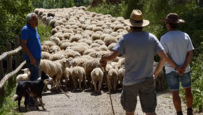 Гръцкото животновъдство е пред локдаун: 300 000 овце са убити заради шарка