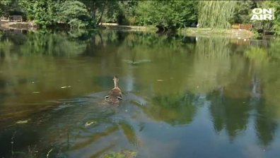 Патета и керкенези заживяха в парк-дворец Врана