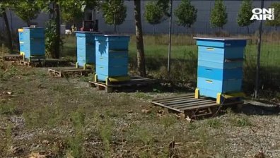Стотици пчелни семейства измират заради пръскане с пестициди