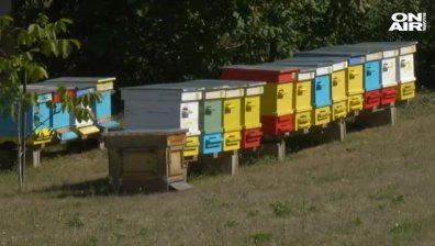 Пчелари алармират: Добивът - нищожен, подпомагане може да няма