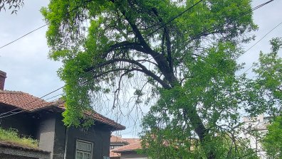 Опасна топола виси над минувачи в "Красно село" в София