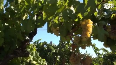 Изкупните цени на гроздето са твърде ниски, сигнализират лозари 