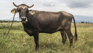 Патрулки и моторизиран полицай конвоираха крава нарушител по Е-79