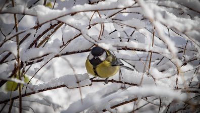 Жълт код за силни снеговалежи в 10 области у нас