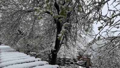 Реколтата е под въпрос: Снегът изненада цъфналите овошки