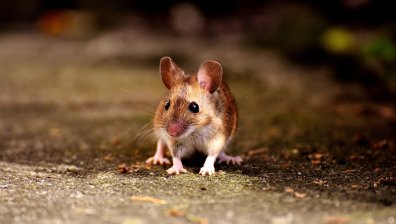 Австралия бори нашествие от мишки с $15 млн. (ВИДЕО)