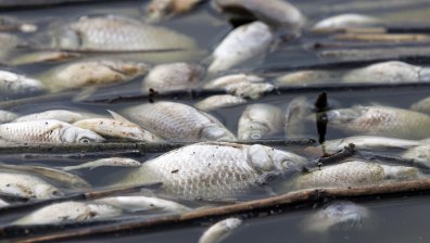 Стана ясна причината за смъртта на стотиците хиляди риби във Волос