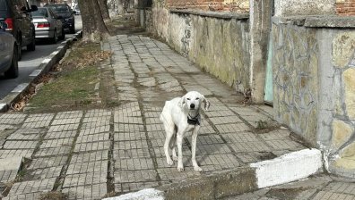 Търсят нов дом на кучето на изчезналия Николай от село Конаре