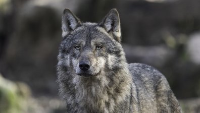 Заловиха избягалия вълк от зоопарка в Хасково