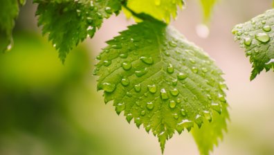 Предимно облачна сряда със слаби гръмотевични бури и температури до 33°