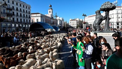 Звън на чанове огласи Мадрид, стотици овце кръстосаха улиците на града