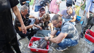 Река Искрецка пресъхна, повечето риба вече е умряла
