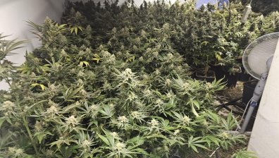 Полиция откри високотехнологична оранжерия за коноп в София