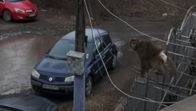 Маймуна с памперс обикаля столичния "Люлин" (+ВИДЕО)