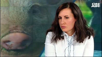Чумата по свинете може да унищожи източнобалканската свиня