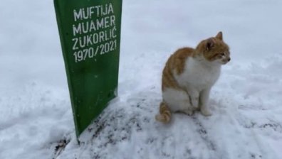 Прероденият Хачико - коте стои на гроба на стопанина си вече два месеца